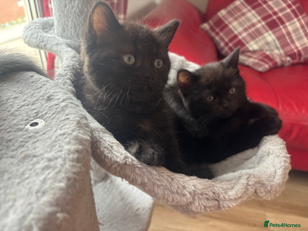 British Shorthair cats for sale: Gorgeous British Shorthair/ Ragdoll  - Image 8