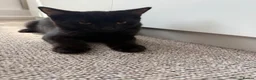Mixed Breed cats for sale: Cats for sale  - Advert 4