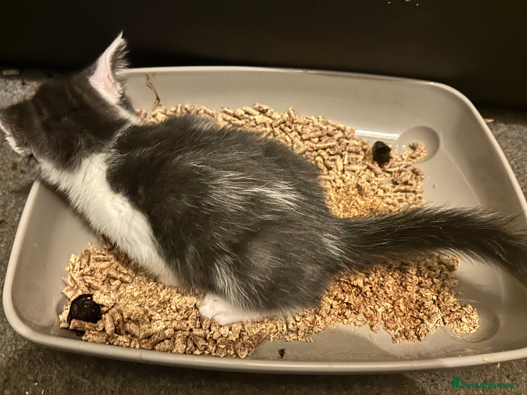 Mixed Breed cats for sale: 4 female kittens  - Image 11