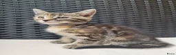 Mixed Breed cats for sale: Beautiful 3/4 Mainecoon cross BSH Kittens For Sale - Advert 11