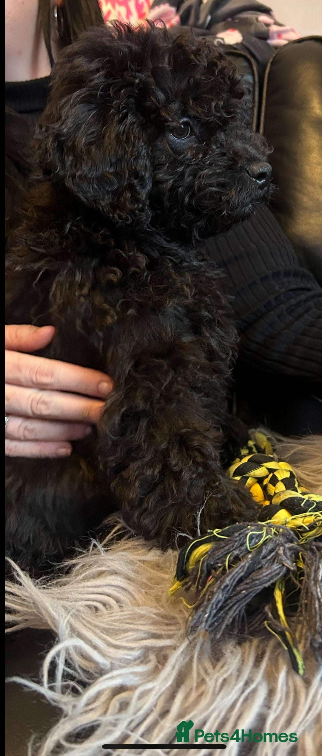Cavapoo dogs Last 2 left beautiful f1b Cavapoo - Advert 9