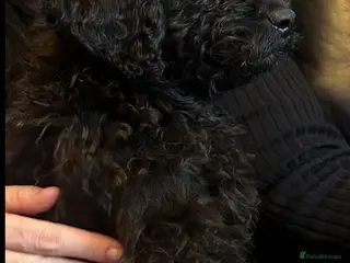 Cavapoo dogs Last 2 left beautiful f1b Cavapoo - Advert 9