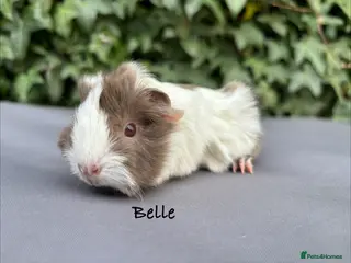 Guinea Pig rodents Beautiful baby guinea pigs - Advert 17
