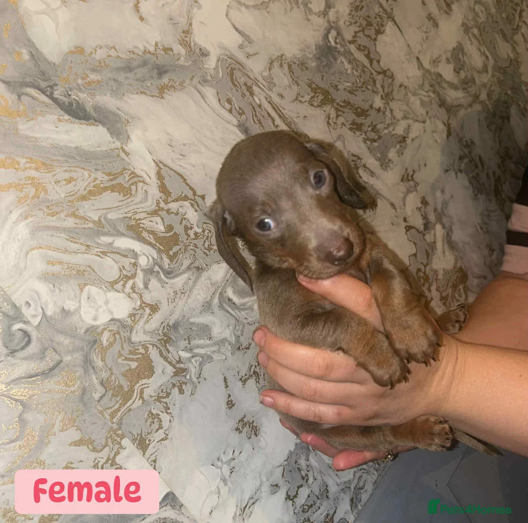 Miniature Dachshund dogs for sale: Minature Dachshund puppys  - Advert 16