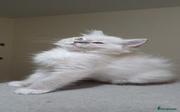 Ragdoll cats for sale: 2 Beautiful Girls available  - Image 8