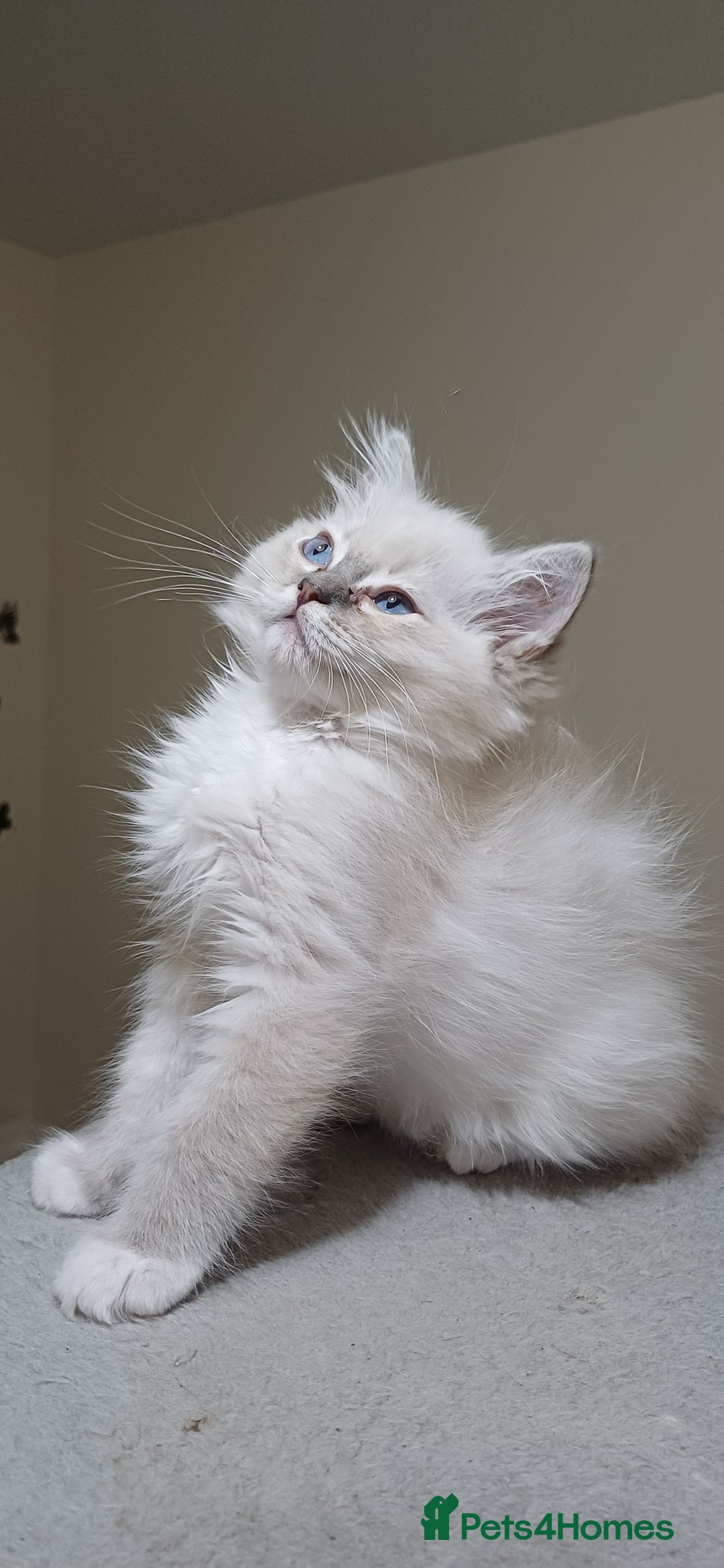 Ragdoll cats for sale: 2 Beautiful Girls available  - Image 8