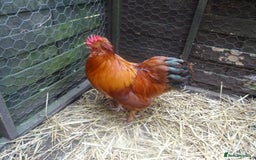 Chickens poultry for sale: cockerels - Image 2