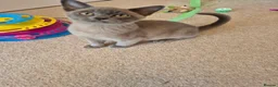 Burmese cats for sale: Stunning Pedigree Burmese Kittens - Advert 10