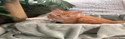 Maine Coon cats for sale: 7 x Stunning Maine Coon Kittens - Advert 12