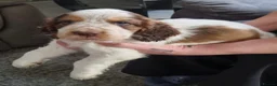 Cocker Spaniel dogs for sale: LAST 2 BOYS show x working cocker spaniels in North Shields - Advert 2