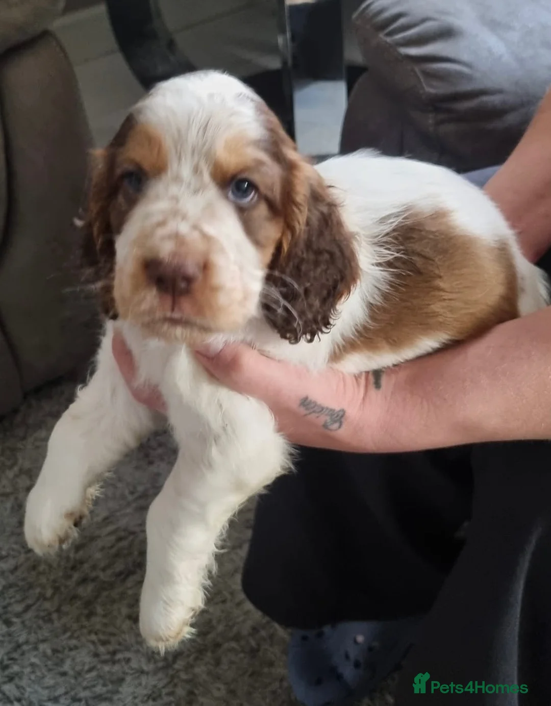 Cocker Spaniel dogs for sale: LAST 2 BOYS show x working cocker spaniels in North Shields - Advert 2