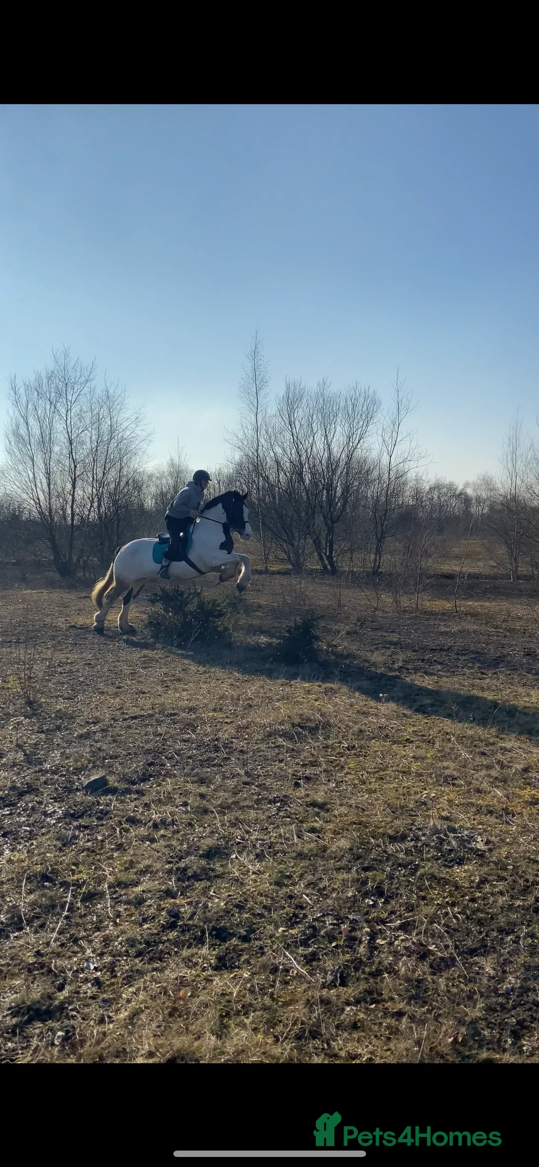 Welsh Section D horses for sale: Prefect allrounder type  - Advert 17