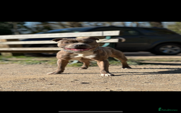 Staffordshire Bull Terrier dogs for sale: 1 puppy left Outstanding dual breeding  - Image 15