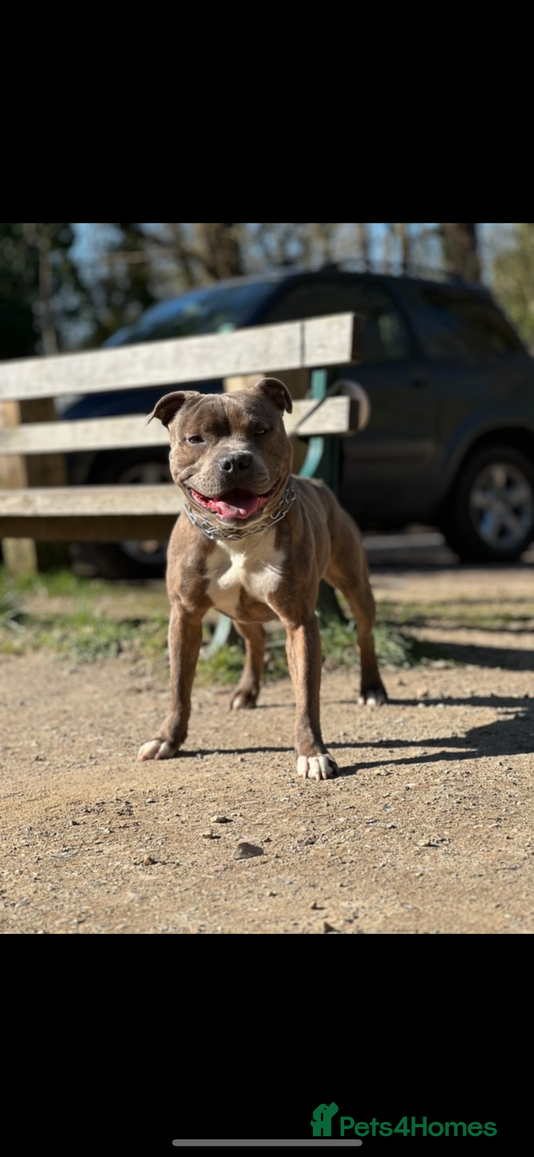 Staffordshire Bull Terrier dogs for sale: 1 puppy left Outstanding dual breeding  - Image 15