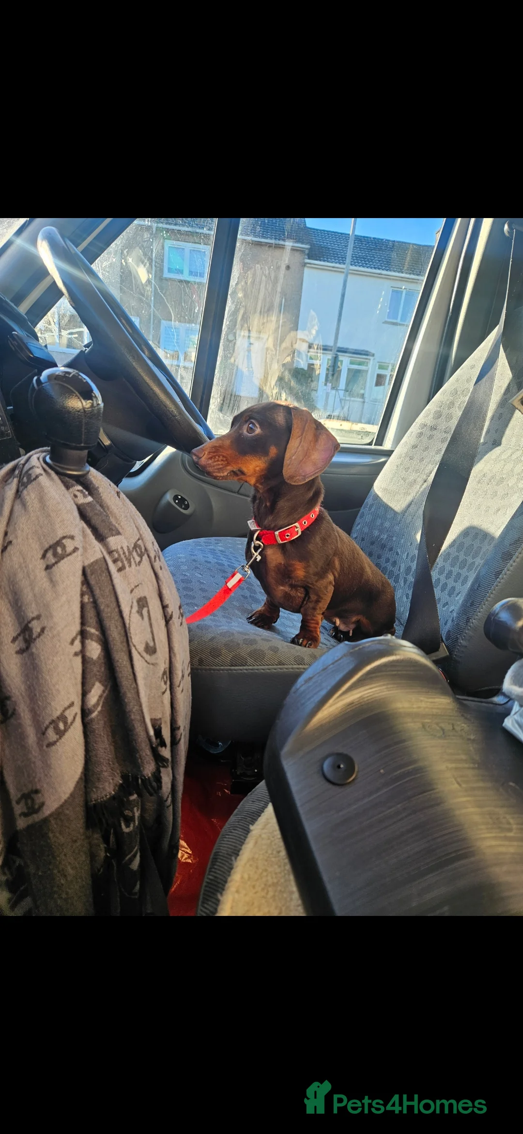 Miniature Dachshund dogs for sale: Miniature dachshund  - Advert 1