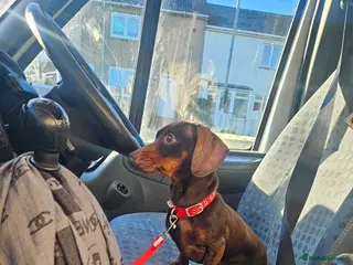 Miniature Dachshund dogs Miniature dachshund - Advert 6