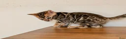 Bengal cats for sale: ⭐⭐⭐ Pedigree Bengal TICA registered Kittens ⭐⭐⭐ - Advert 4