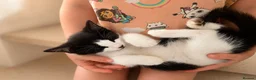 Mixed Breed cats for sale: Two Sweet Kittens Looking for a Loving Home - Advert 4