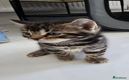 Bengal cats for sale:  Bengal with long haired blk & white kittens - Image 26