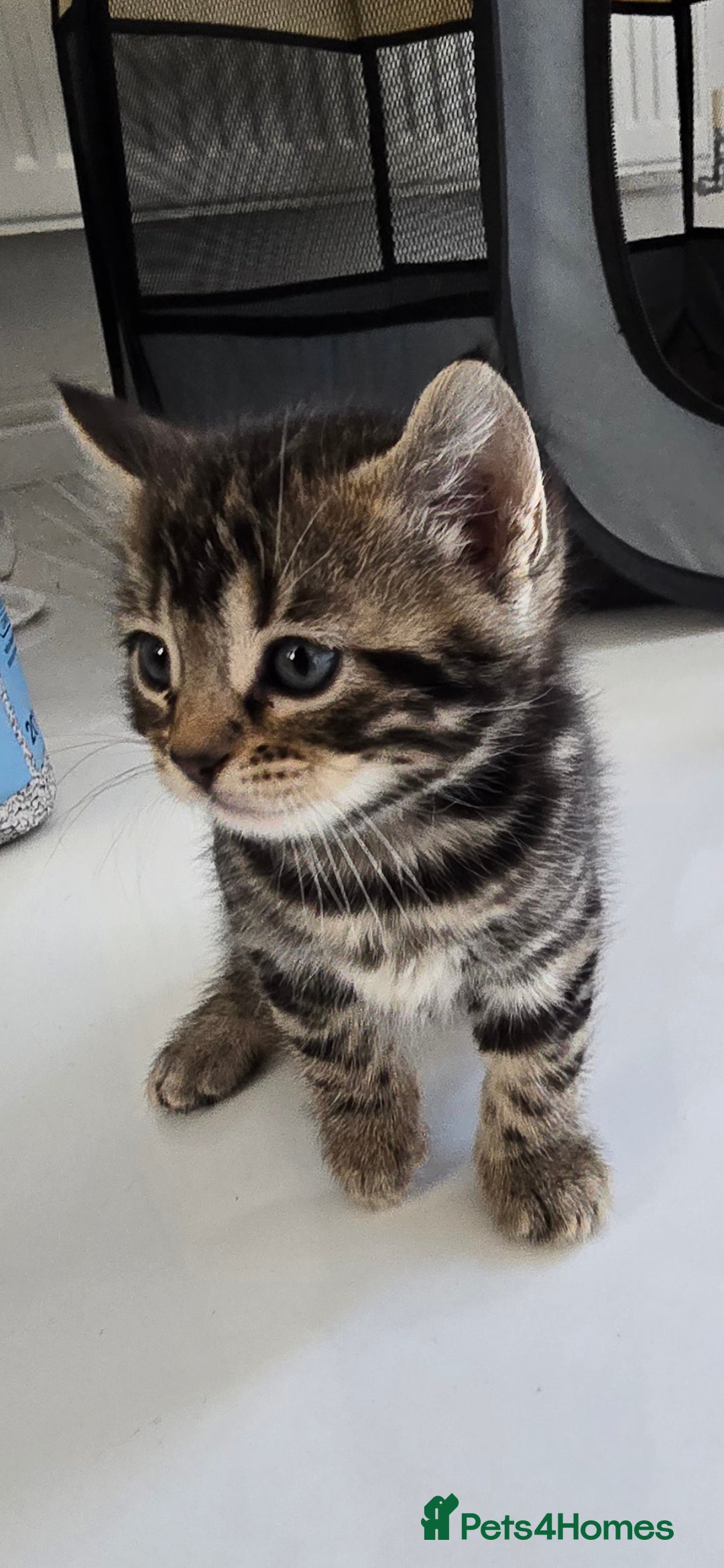 Bengal cats for sale:  Bengal with long haired blk & white kittens - Image 26