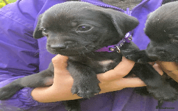 Labrador Retriever dogs for sale: Labrador Puppies from Working Parents - Image 25