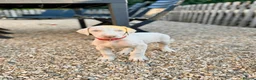 Dobermann dogs for sale: Exceptional White & Cream Doberman Puppies - Advert 12