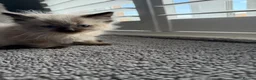 Ragdoll cats for sale: Beautiful ragdoll kittens Parents DNA tested & -ve - Advert 30