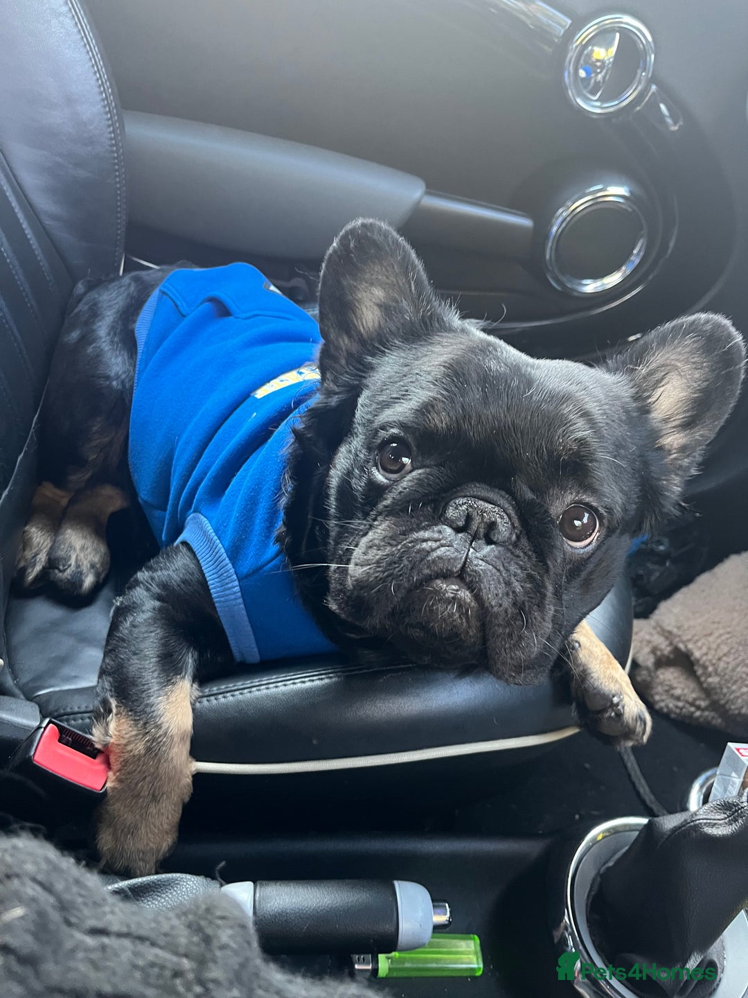French Bulldog dogs for stud: Big fluffy frenchie boy - Image 1