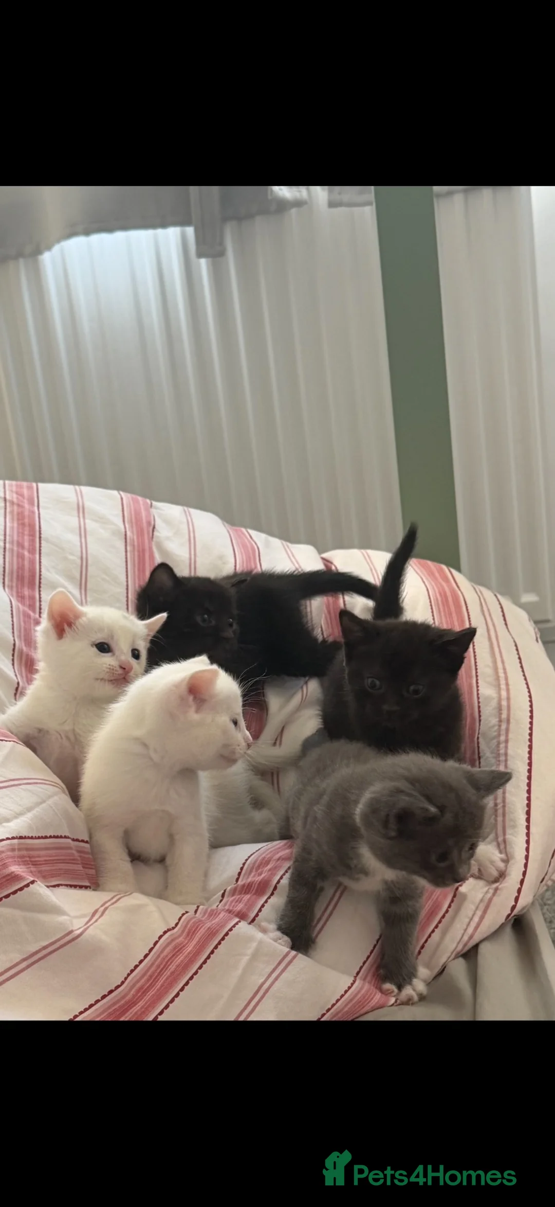 Domestic Shorthair cats for sale: 5 kittens for sale. - Advert 8