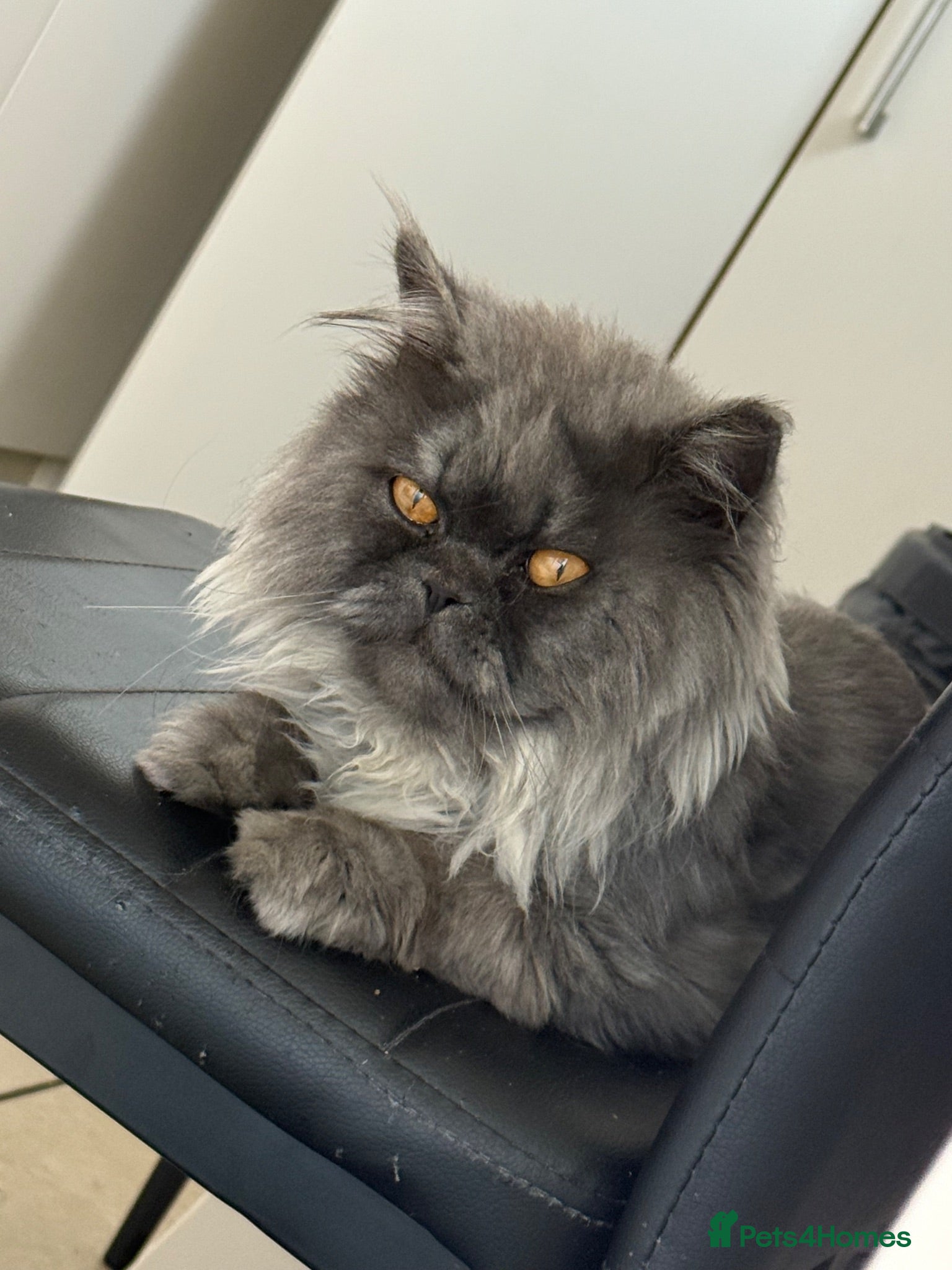 Persian cats Blue Persian kittens  - Advert 1