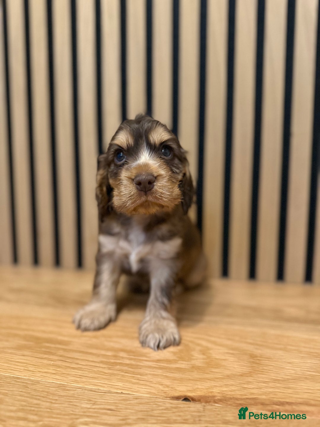 Cocker Spaniel dogs for sale: 5* OUTSTANDING KC SHOW COCKER SPANIELS ✨ - Advert 4