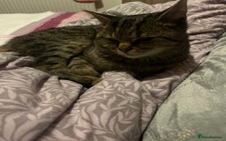 Domestic Shorthair cats for sale: Tabby kittens - Image 16