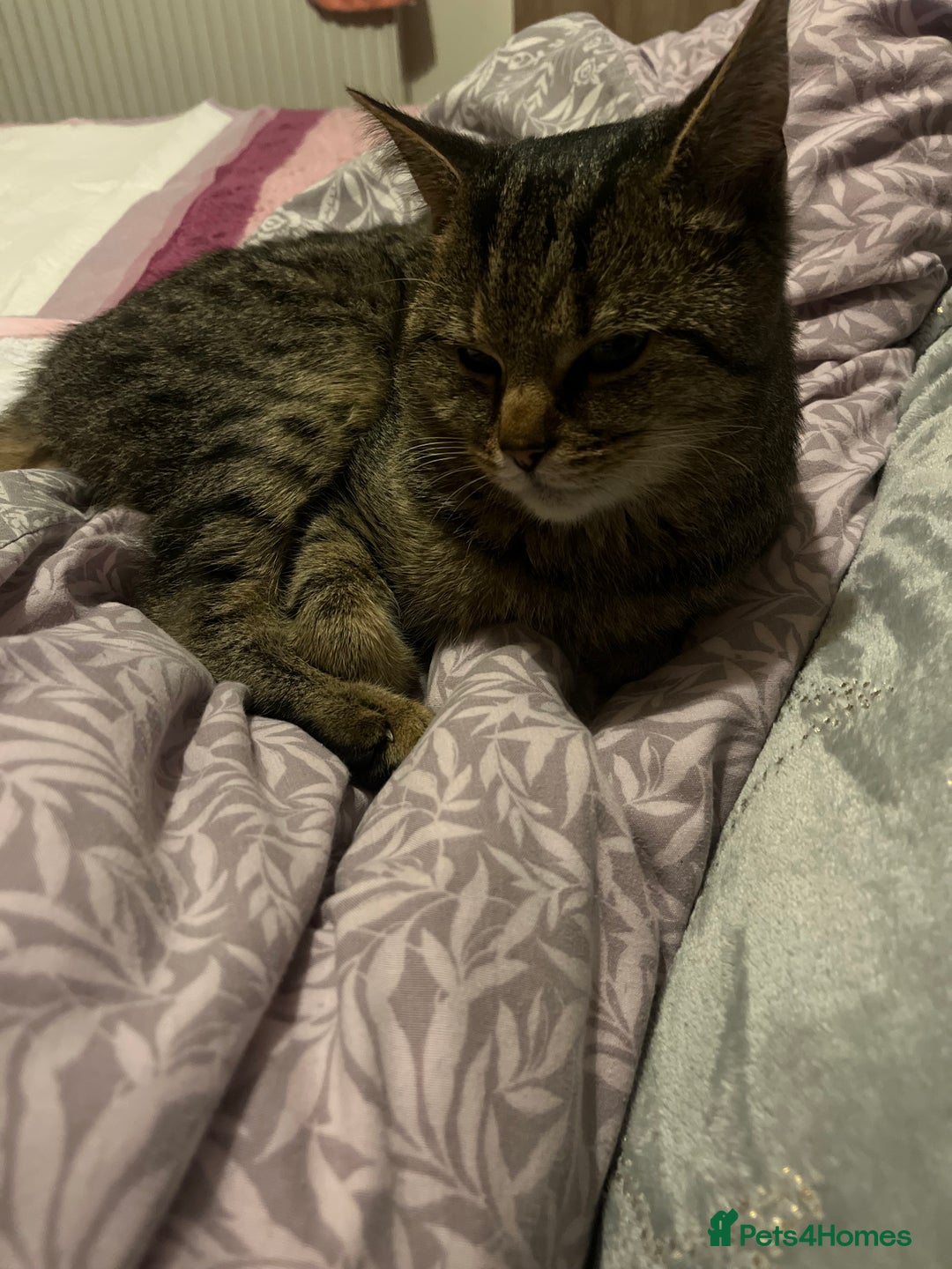 Domestic Shorthair cats for sale: Tabby kittens - Image 16