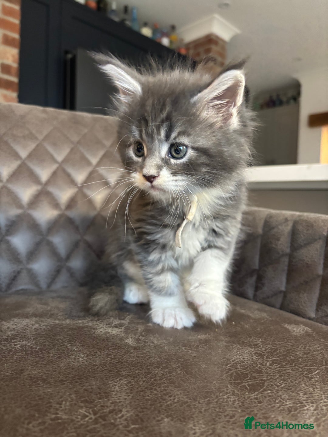 Maine Coon cats for sale: Maine Coon Kittens - Ready early Feb - Advert 19
