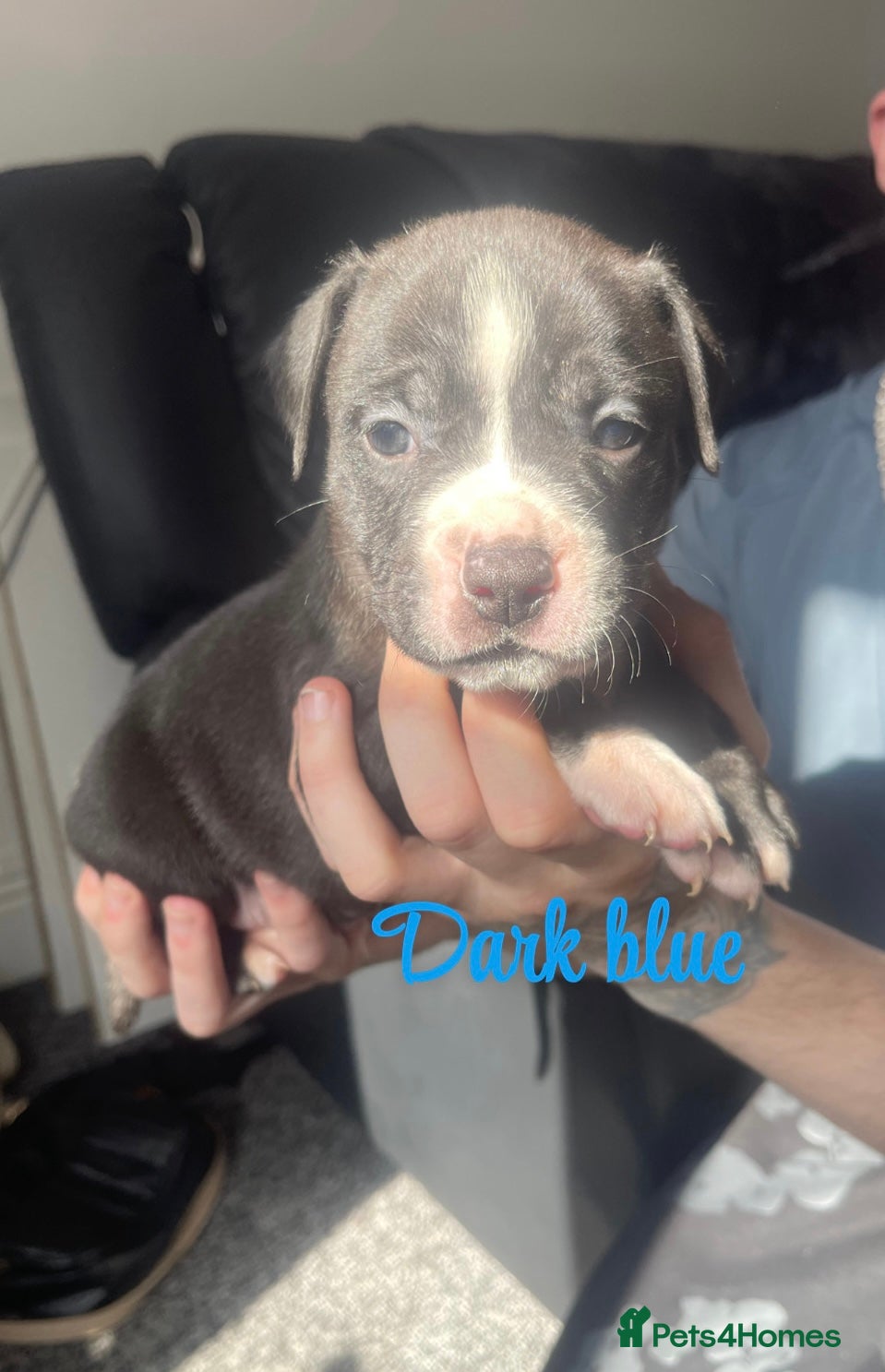 Mixed Breed dogs Old tyme English bulldog x - Advert 12