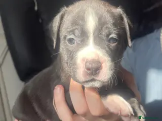 Mixed Breed dogs Old tyme English bulldog x - Advert 12