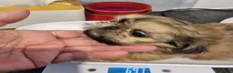 Shih Tzu dogs for sale: Kc reg Stunning tiny baby 2 boys - Advert 13