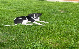 Whippet dogs for sale: Whippets  - Image 19