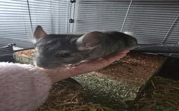 Chinchilla rodents for sale: Lovely Chinchilla For Sale - 1 Year Old Boy - Image 3