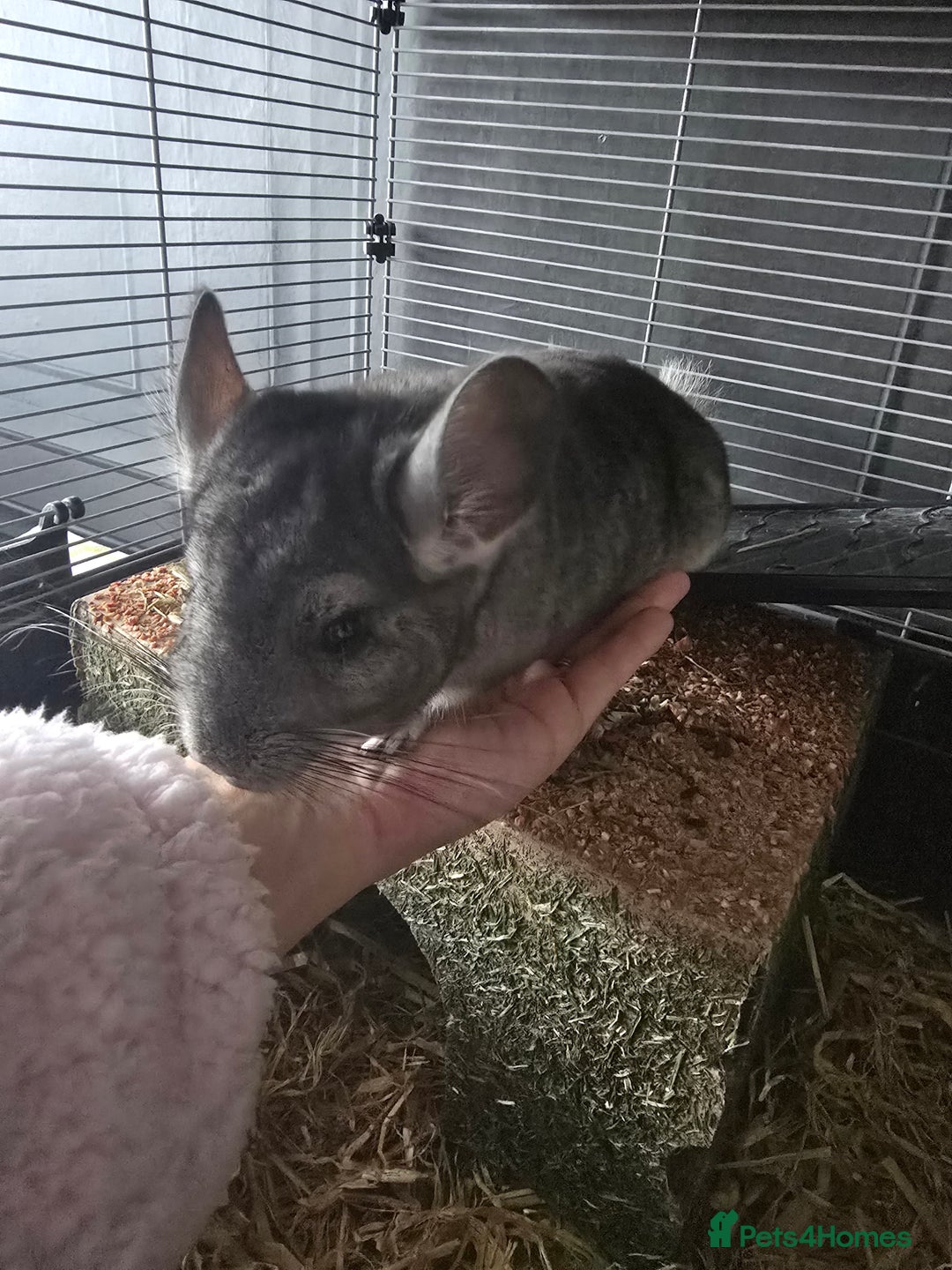 Chinchilla rodents for sale: Lovely Chinchilla For Sale - 1 Year Old Boy - Image 3