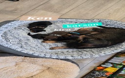 Dachshund dogs for sale: Beautiful Daxis - Advert 7