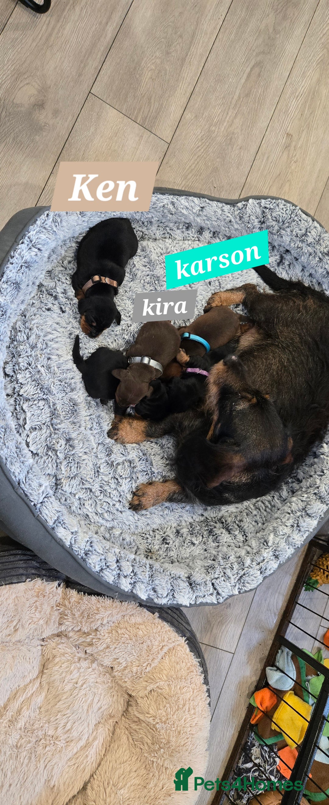 Dachshund dogs for sale: Beautiful Daxis - Advert 7