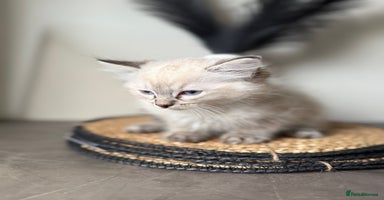 Ragdoll cats - Advert 4