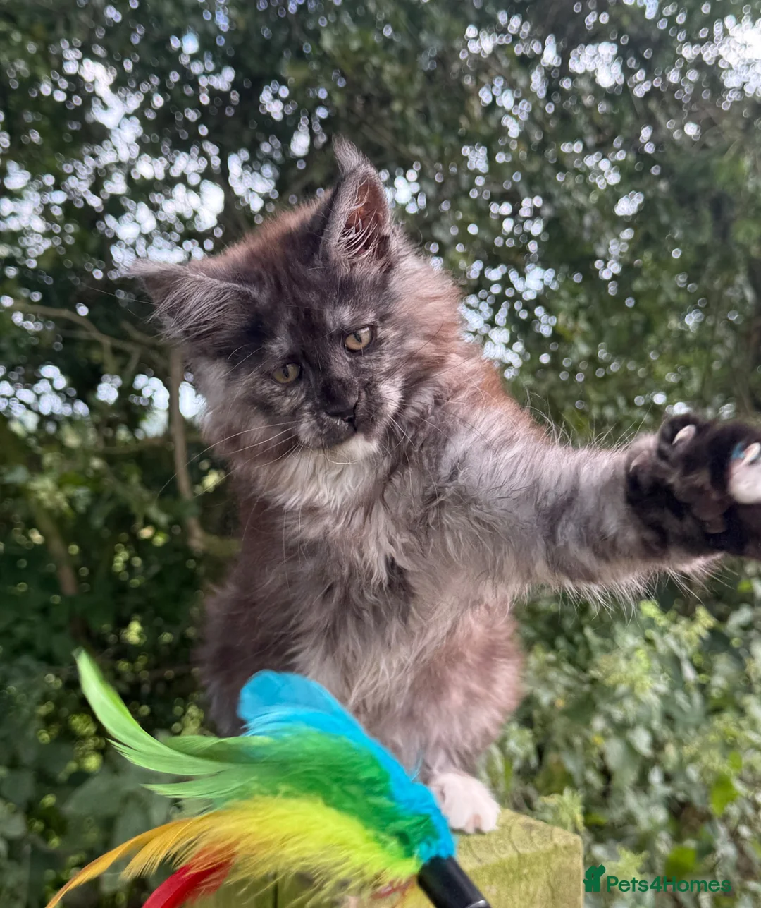 Maine Coon cats for sale: STUNNING BLACK SILVER TORTIE MAINE COON  - Advert 2