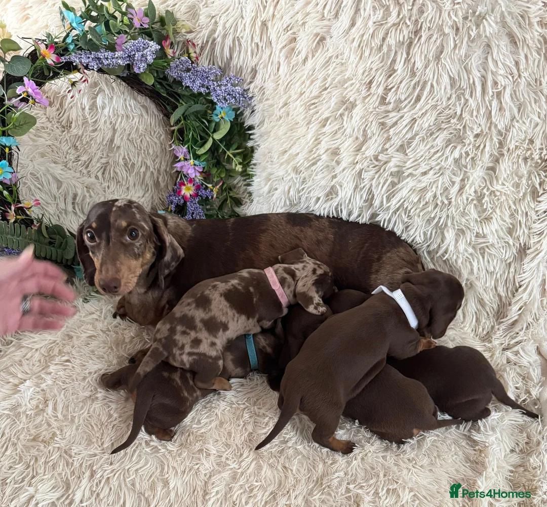 Dachshund dogs for sale: Dachshund puppies for sale  in Romford - Advert 1