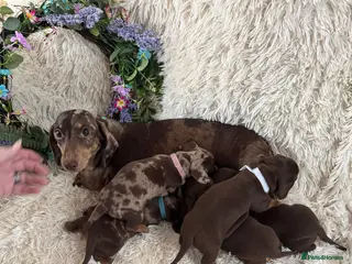 Dachshund dogs Dachshund puppies for sale - Advert 1
