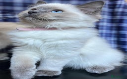 Ragdoll cats for sale: FIFe Registered Ragdoll Kittens Champion Line  - Image 21