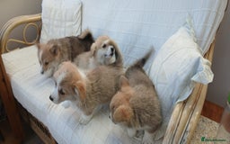 Welsh Corgi Pembroke dogs for sale: Stunning KC Registered Corgis - Image 22