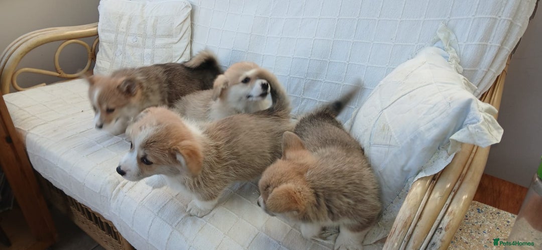 Welsh Corgi Pembroke dogs for sale: Stunning KC Registered Corgis - Image 22
