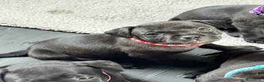 Staffordshire Bull Terrier 2